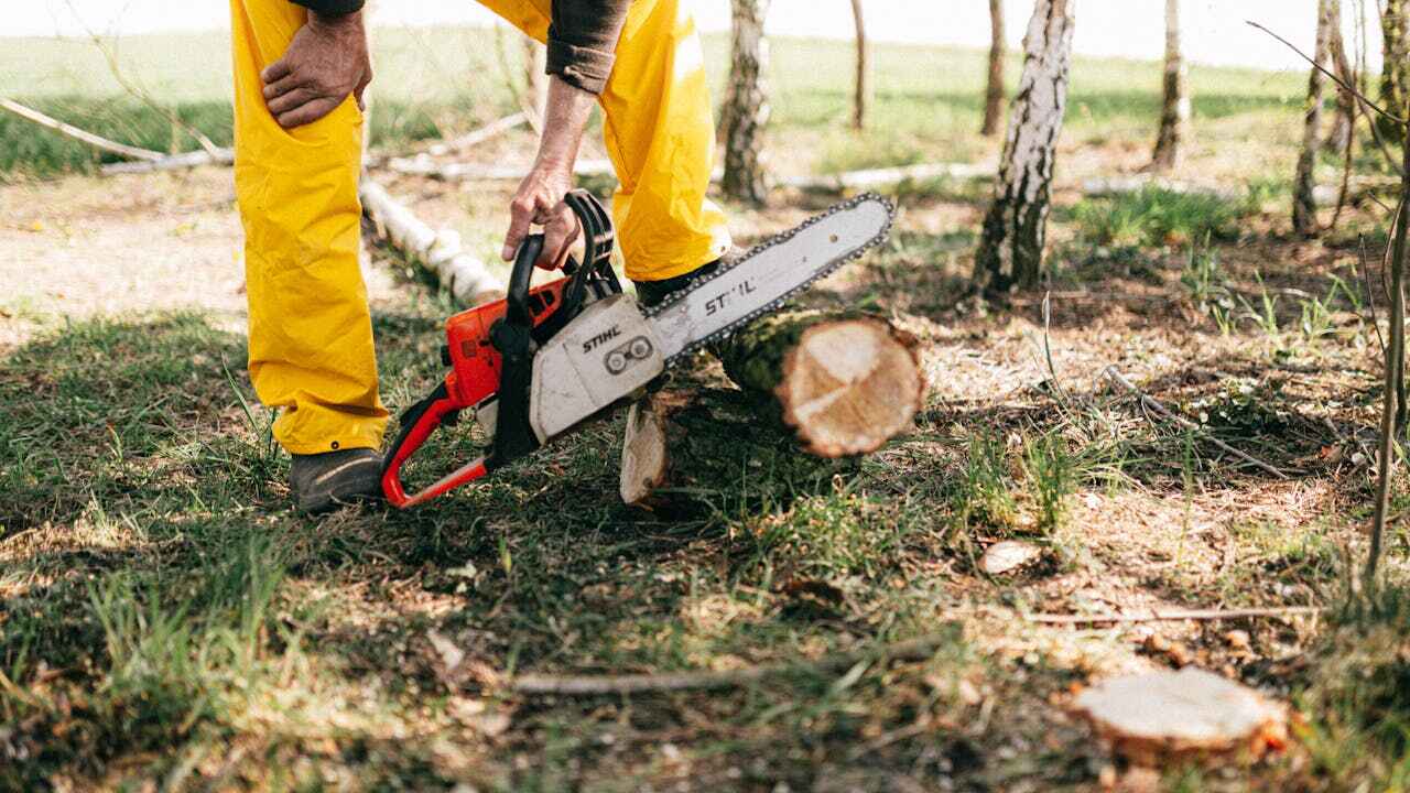 The Steps Involved in Our Tree Care Process in Atlantic Beach, FL